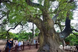 Ngắm cây dã hương nghìn tuổi độc nhất vô nhị TG ở Việt Nam