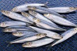 6 loại cá siêu giàu Omega-3, nên bổ sung thường xuyên