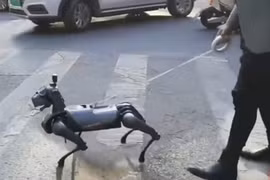 Video: Giới trẻ Trung Quốc ngày càng thích “nuôi chó robot”