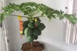 Video: Những ý tưởng cây chưng Tết độc nhất vô nhị 