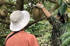 2023- một năm bội thu của ngành nông nghiệp Đắk Lắk