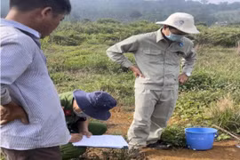 Xả thải ra môi trường, trang trại nuôi heo bị phạt gần 500 triệu