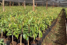 Giống sầu riêng Dona được nhà vườn săn lùng