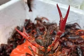 Gallery - Tôm hùm đất - Crawfish - image 4