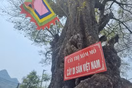 Cây thị hơn 800 tuổi độc nhất vô nhị ở Hòa Bình
