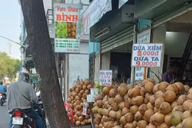 Vì sao dừa tươi rẻ bèo giữa mùa nắng nóng gay gắt?