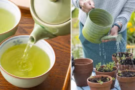 Trà để qua đêm là 'báu vật', công dụng thần kỳ trong bón cây và khử mùi 