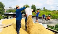 Chưa từng có: Lúa mới được 1 tháng tuổi 'cò' đã đặt cọc