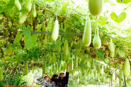 Nông nghiệp Đồng Tháp thu hút khách vui xuân