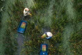 Gallery - Món ăn bài thuốc - image 6