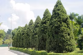 Sự thật bất ngờ cây tùng tháp trồng nhiều ở Việt Nam