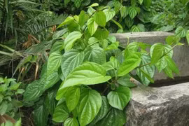 Những khám phá bất ngờ về cây trầu không