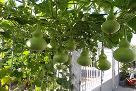 Điều bất ngờ về giống bầu dáng hệt bình hồ lô ở VN