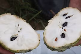 Giống na mới nặng gần 1kg/quả có gì thú vị?