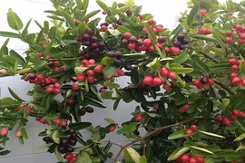 Điều bất ngờ về cây si rô nhiều giá trị, có ở VN