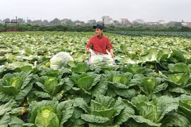 Bán 1 sào rau đút túi 2 chỉ vàng, nông dân mừng rơi nước mắt 