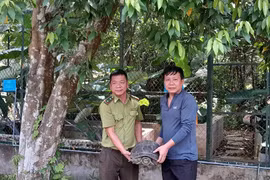 Đi làm đồng, người đàn ông phát hiện cá thể rùa răng quý hiếm nặng 15kg