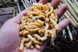 Sâu chít - đặc sản Tây Bắc nhiều người "giật mình" nhưng giàu dinh dưỡng