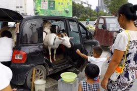 Trung Quốc: Mang dê dạo phố...bán sữa tươi nguyên chất 
