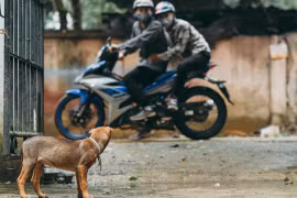 trộm chó.