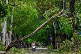 Gallery - TIN BÃO SỐ 5 - image 6