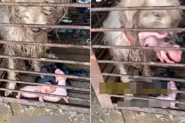 Bị bán vào lò mổ, chó mẹ ngậm con cầu cứu và cái kết ấm lòng