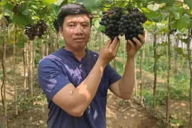 Anh nông dân Gia Lai trồng nho, bán cả trăm ngàn đồng/kg