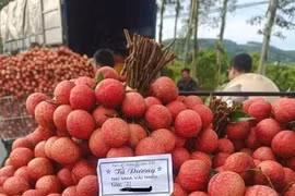Vải thiều mất mùa giá cao, kẻ khóc, người cười 