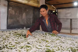 Trồng dâu, nuôi tằm trên cao nguyên, thu 1 tỷ đồng/năm