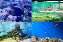 Chơi gì, ăn ở đâu khi du lịch Nha Trang?