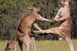 Video: Màn “đấu võ” kịch tính của Kangaroo 