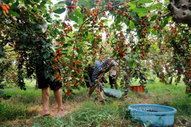 Dâu tằm chín trĩu cành, nông dân hối hả thu hoạch 