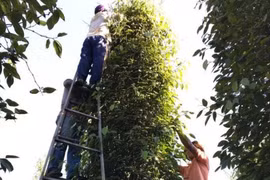 Hồ tiêu bỗng nhiên bị coi là... dược liệu!