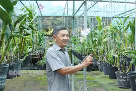 Trồng lan đột biến, nghệ nhân ở Bến Tre bán giá 1-2 triệu/chậu