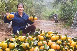 Thủ phủ cam Hà Tĩnh vào vụ thu hoạch, nông dân "đếm quả tính tiền"