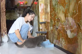 Thú vị với cách nuôi mèo của người dân đảo ngọc Phú Quốc