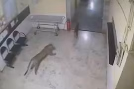 Video: Báo đốm lao vào phòng khám tư bắt chó 