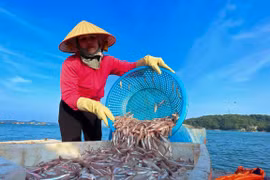 Mùa cá cơm trên đảo Thanh Lân, mỗi ngày thu hàng chục triệu đồng