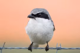 Loggerhead shrike, loài chim 'đồ tể' tàn bạo