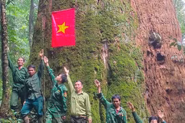 Ngắm cổ thụ Sa mu dầu hơn 2.000 tuổi trong lõi rừng già