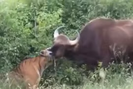 Video: Màn săn bò tót “siêu tốc” của hổ Sumatra 