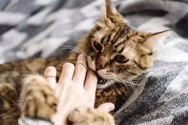 Tại sao mèo cái lại lăn ra sàn sau khi giao phối?