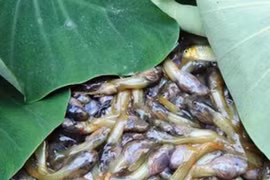 Kinh hãi với đặc sản hiếm có ở Thanh Hóa, giá 90.000 đồng/kg