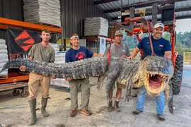 Bắt được cá sấu "khủng" dài hơn 4 mét, nặng khoảng 364kg