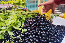 Mùa trâm rừng về phố