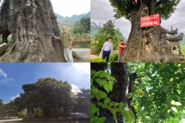 Cây thị có tuổi thọ cao nhất Việt Nam