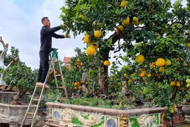 Ngắm cây bưởi trăm tuổi có chậu dát vàng ở Hưng Yên 