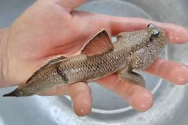 Gallery - Giải cứu nông sản - image 11