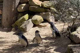 Hình ảnh dễ thương của chim cánh cụt tiên - loài penguin nhỏ nhất