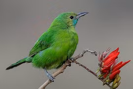 Gallery - Tử Vi 2015 - image 11